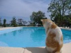 Gîtes ruraux en camargue avec piscine dans mas